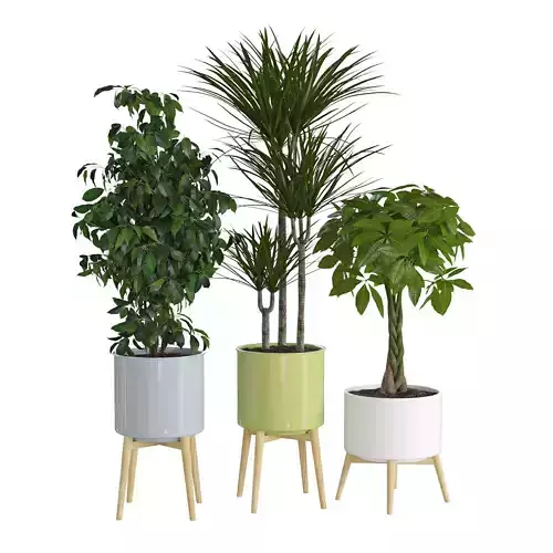 Houseplant 71 3D model