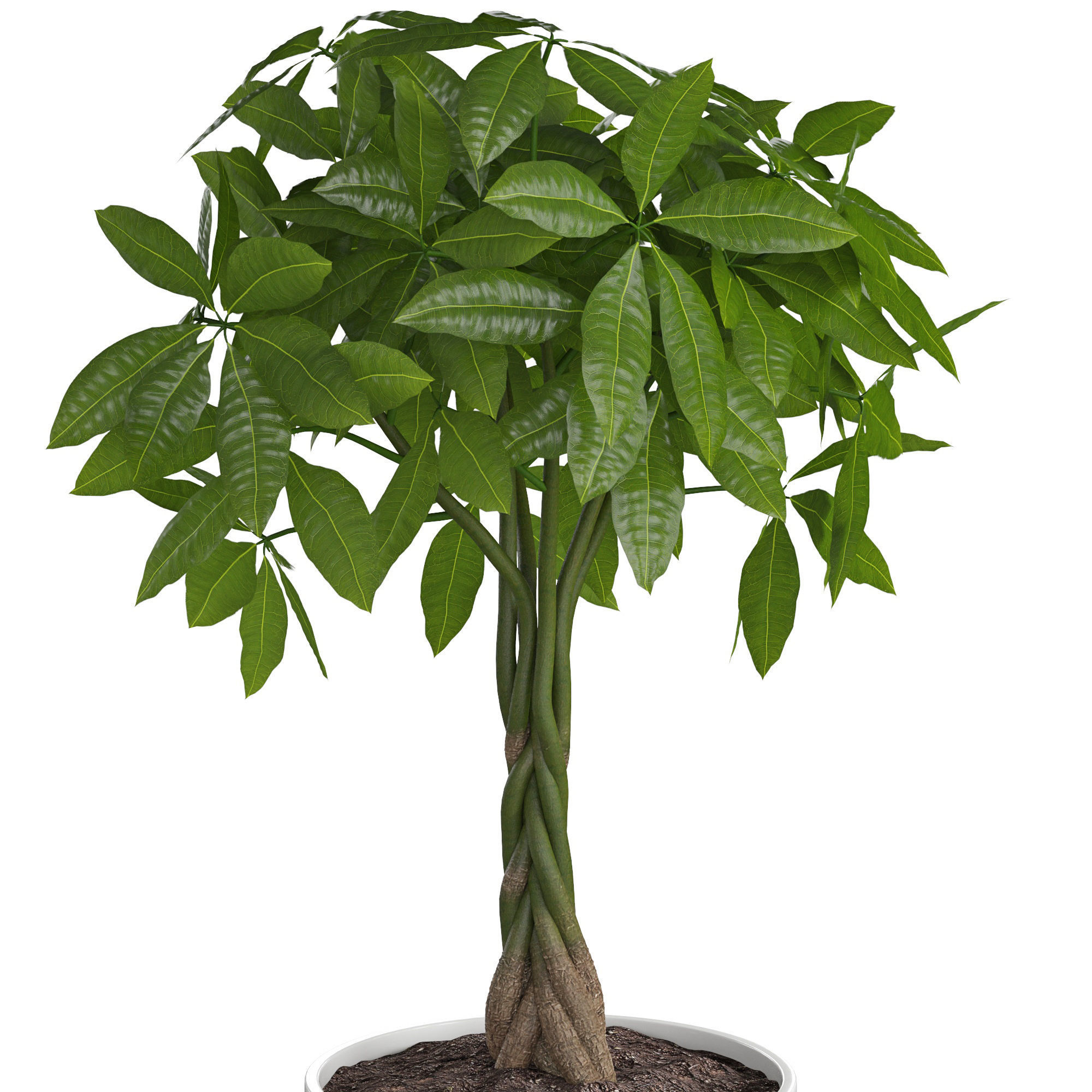Houseplant 71 3D model_5