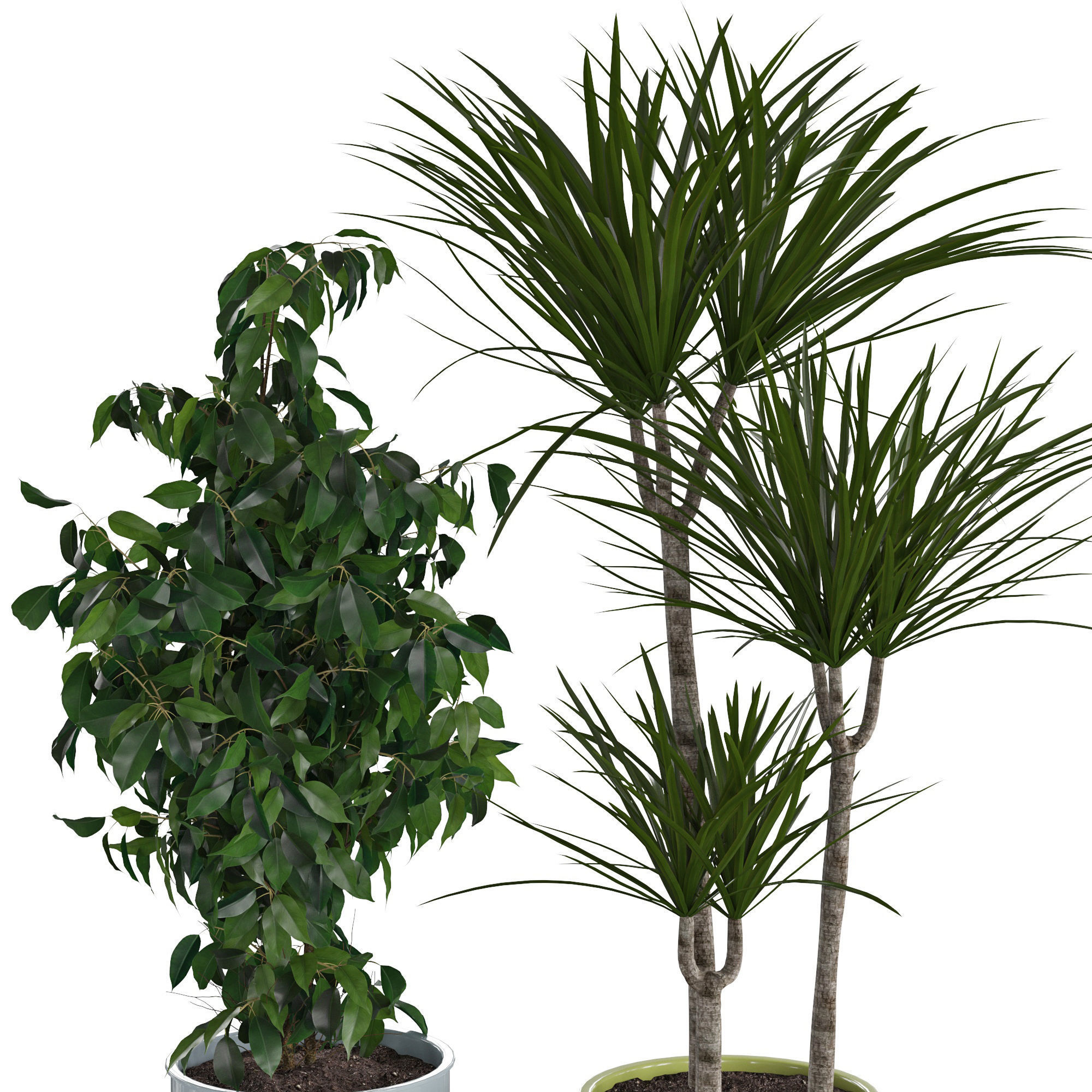 Houseplant 71 3D model_4