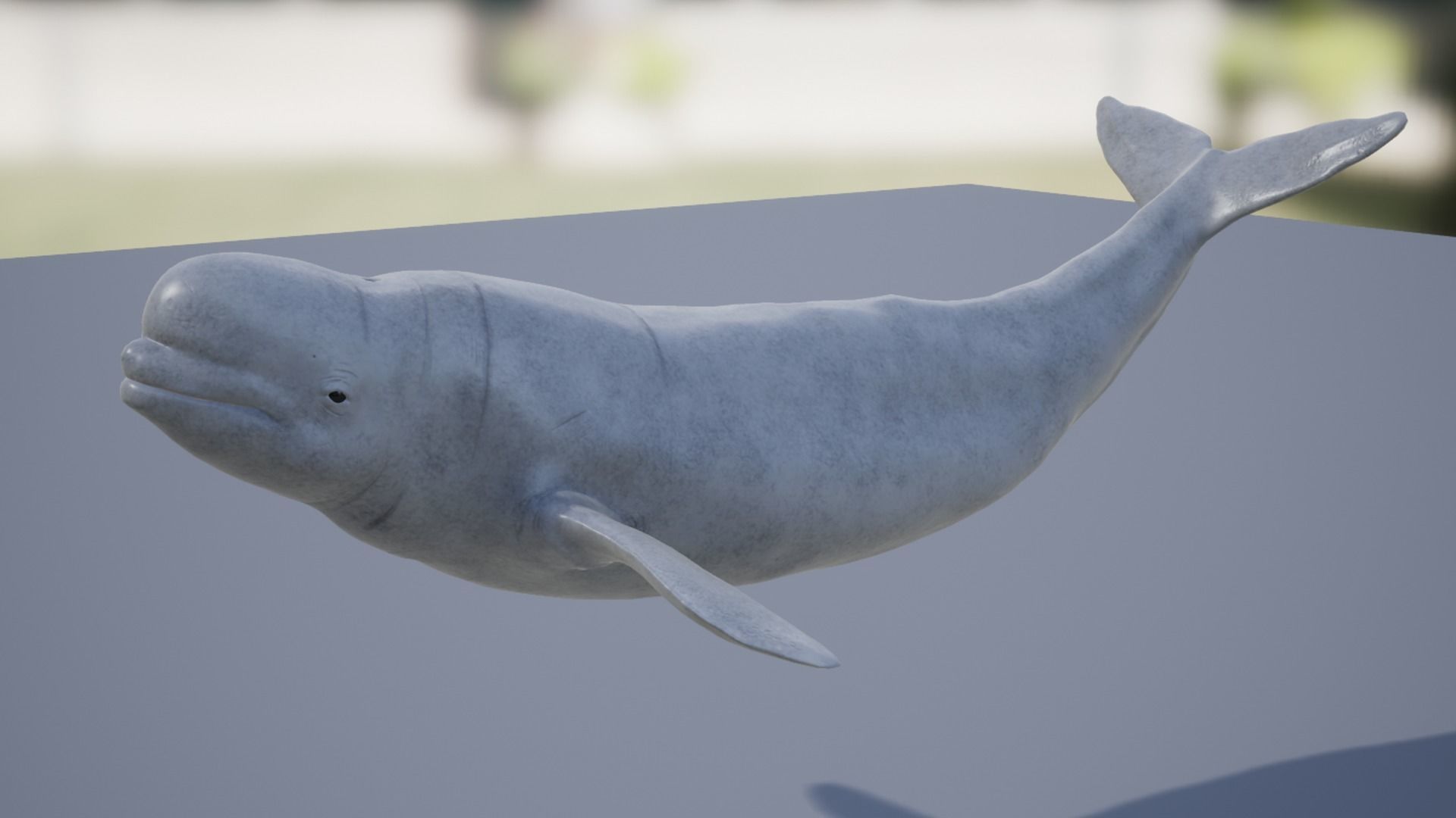 Beluga whale Low-poly 3D model_13