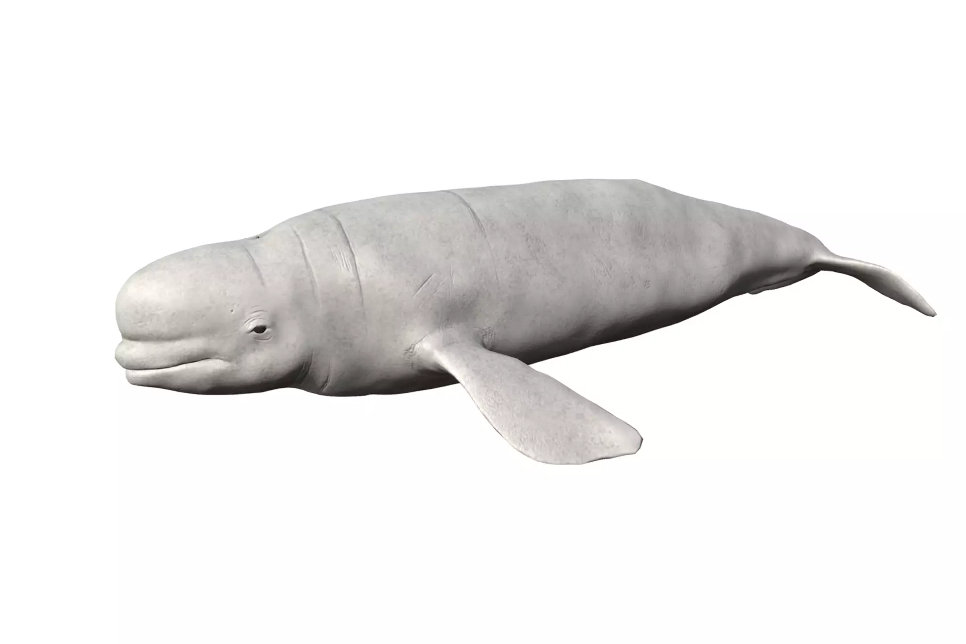 Beluga whale Low-poly 3D model_0