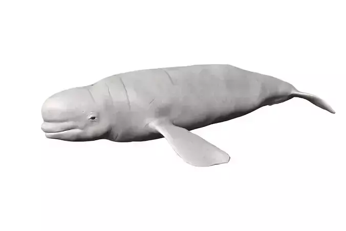 Beluga whale Low-poly 3D model