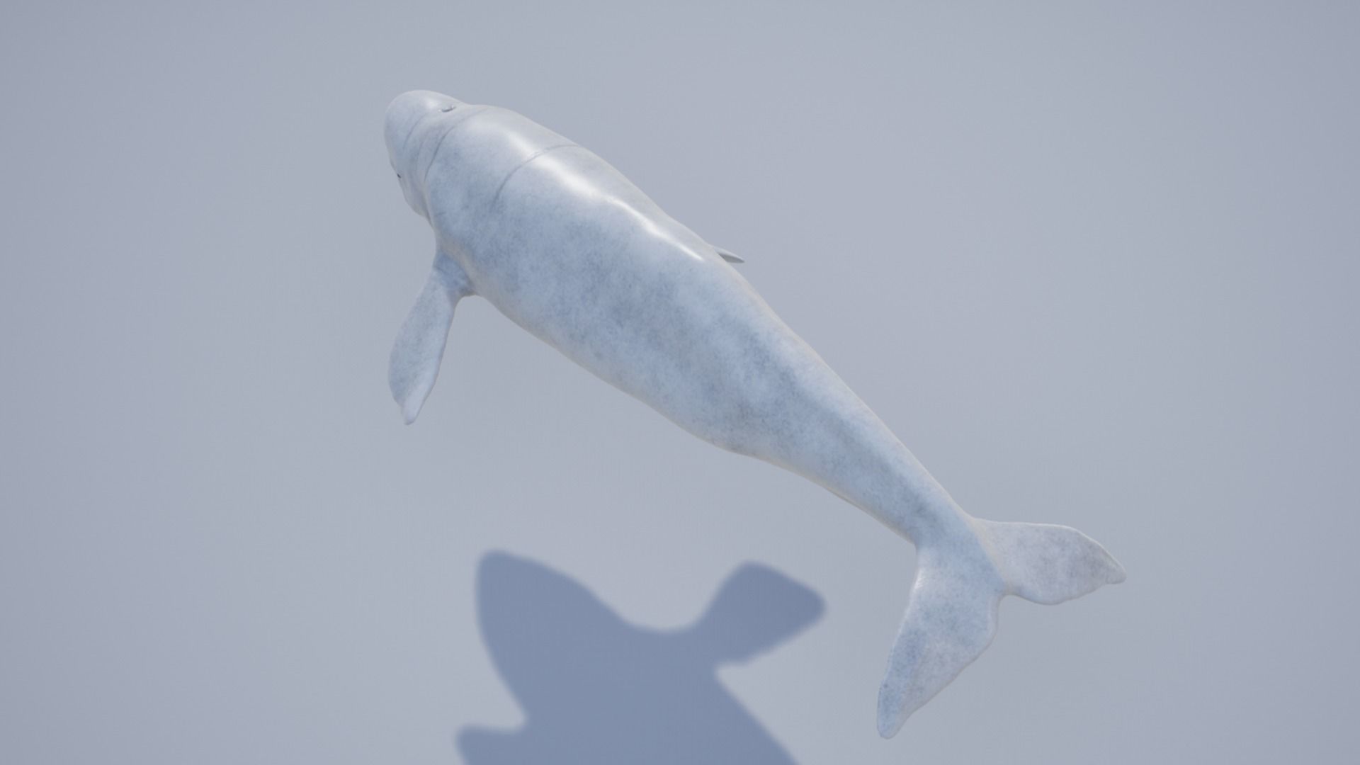 Beluga whale Low-poly 3D model_11