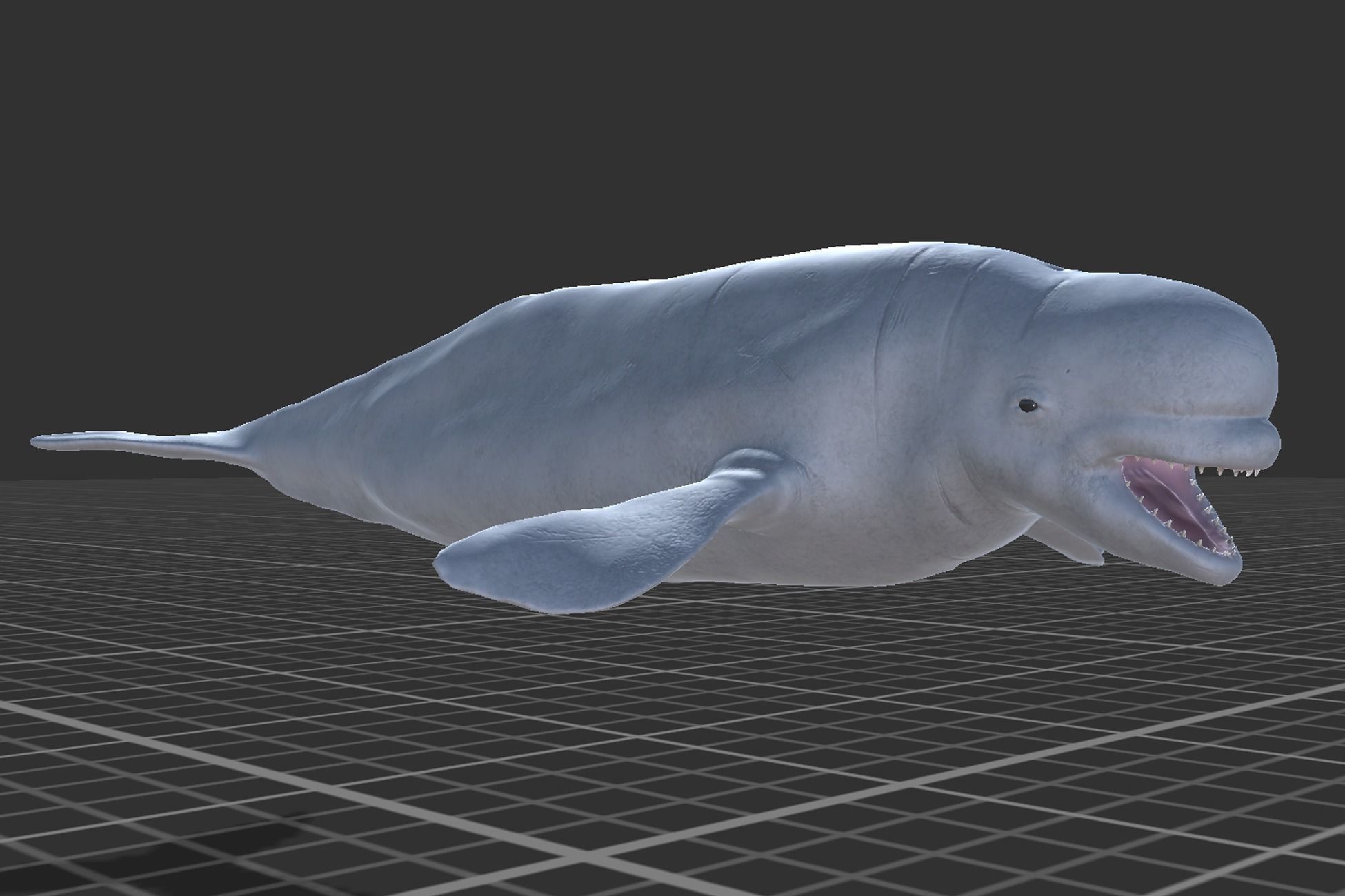 Beluga whale Low-poly 3D model_6
