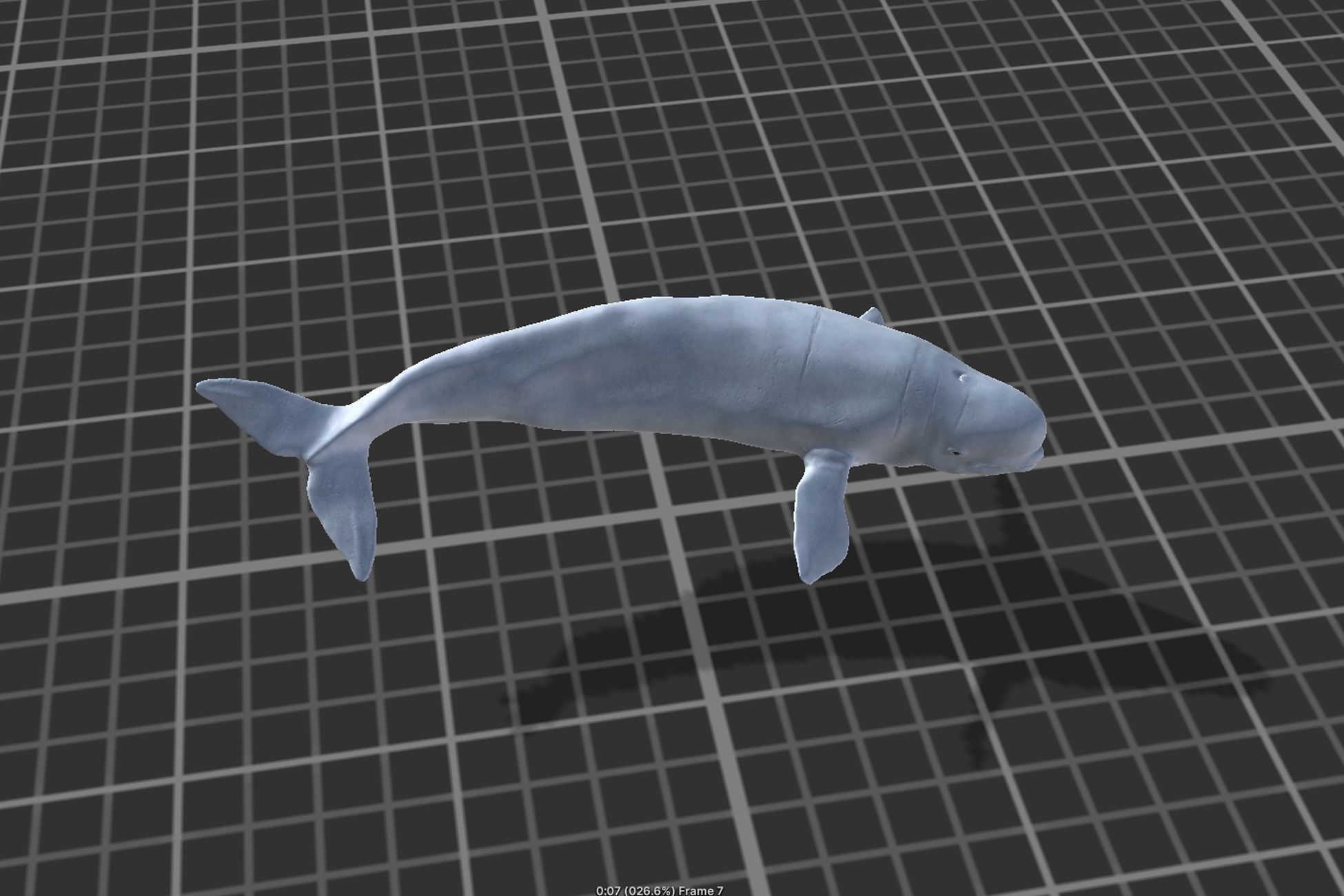 Beluga whale Low-poly 3D model_7