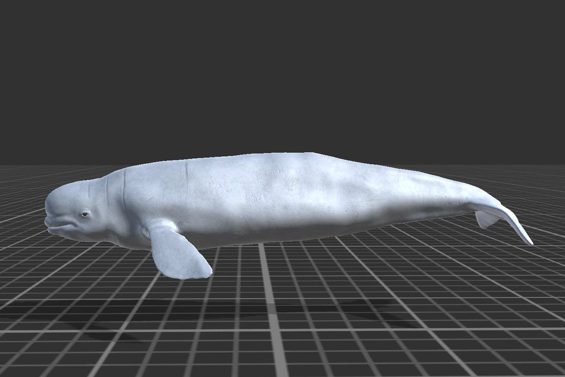 Beluga whale Low-poly 3D model_2