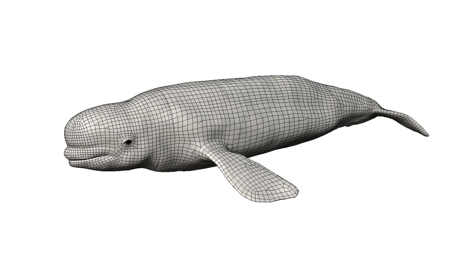 Beluga whale Low-poly 3D model_3
