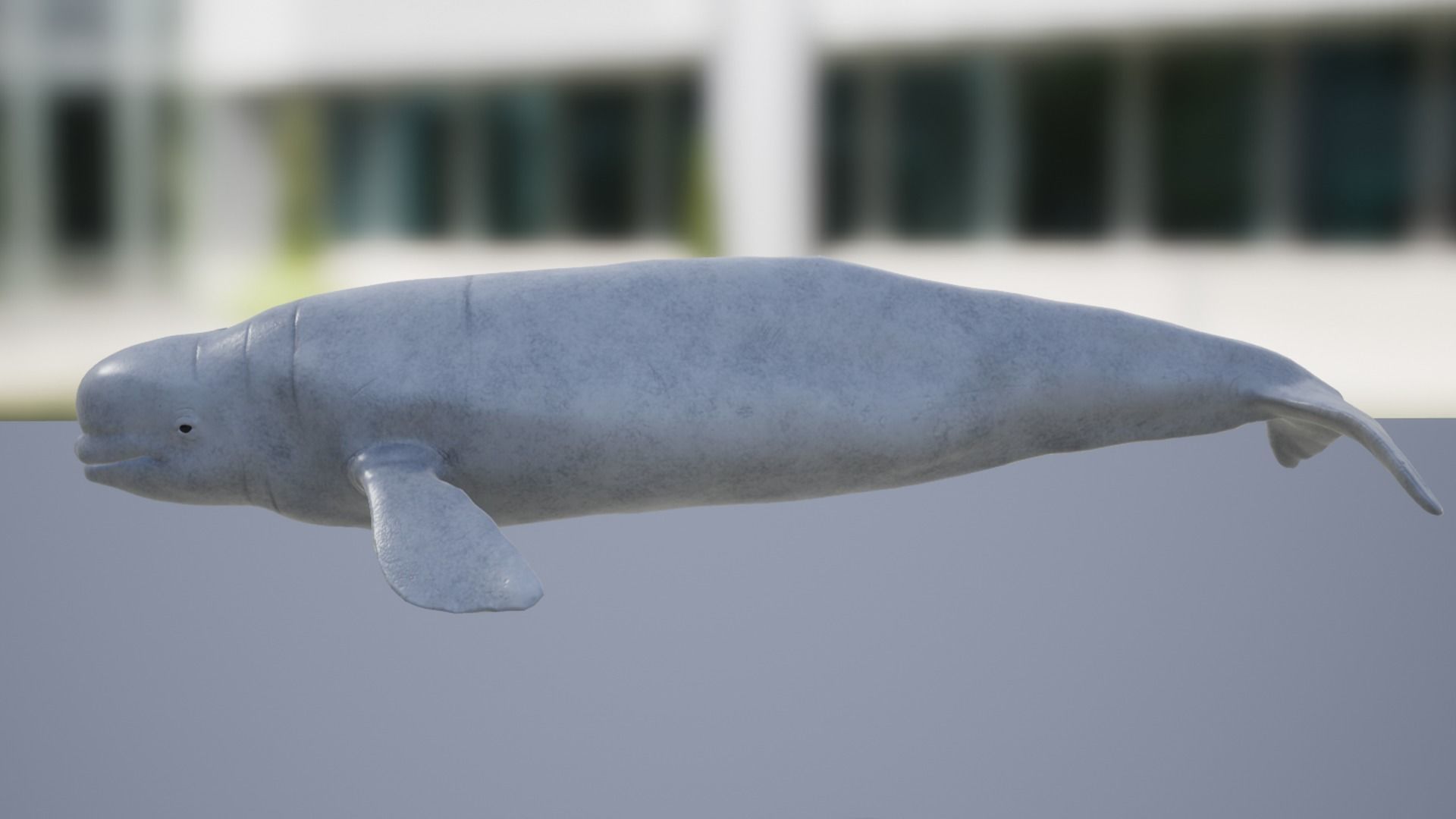 Beluga whale Low-poly 3D model_9