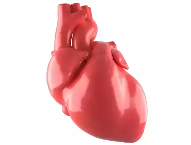 Human Heart Royalty Free