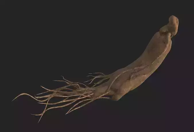   Ginseng  insam Free 3D model