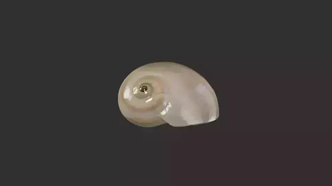 Sea Shell 1