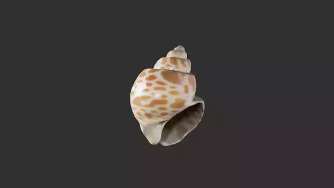Sea Shell 2