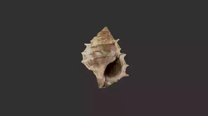 Sea Shell 3