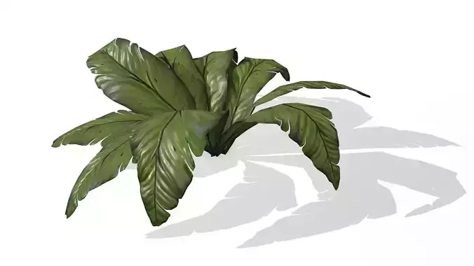 Leaves Banana Low-poly 3D model