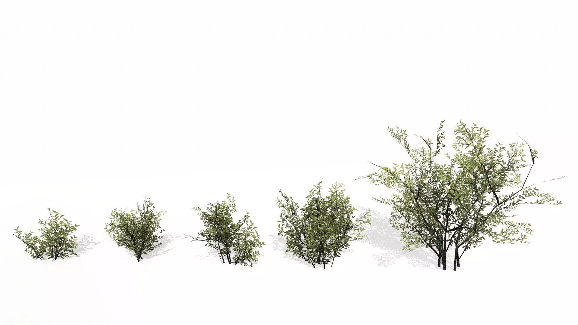 Bush Low-poly 3D model
