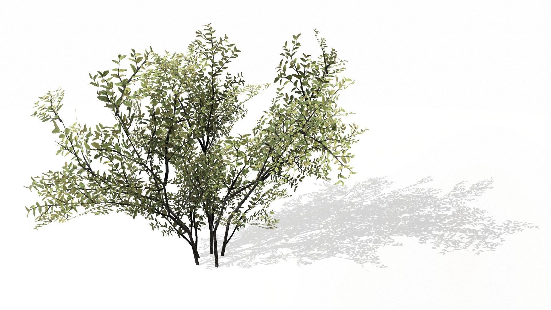 3D model Bush VR / AR / low-poly | CGTrader