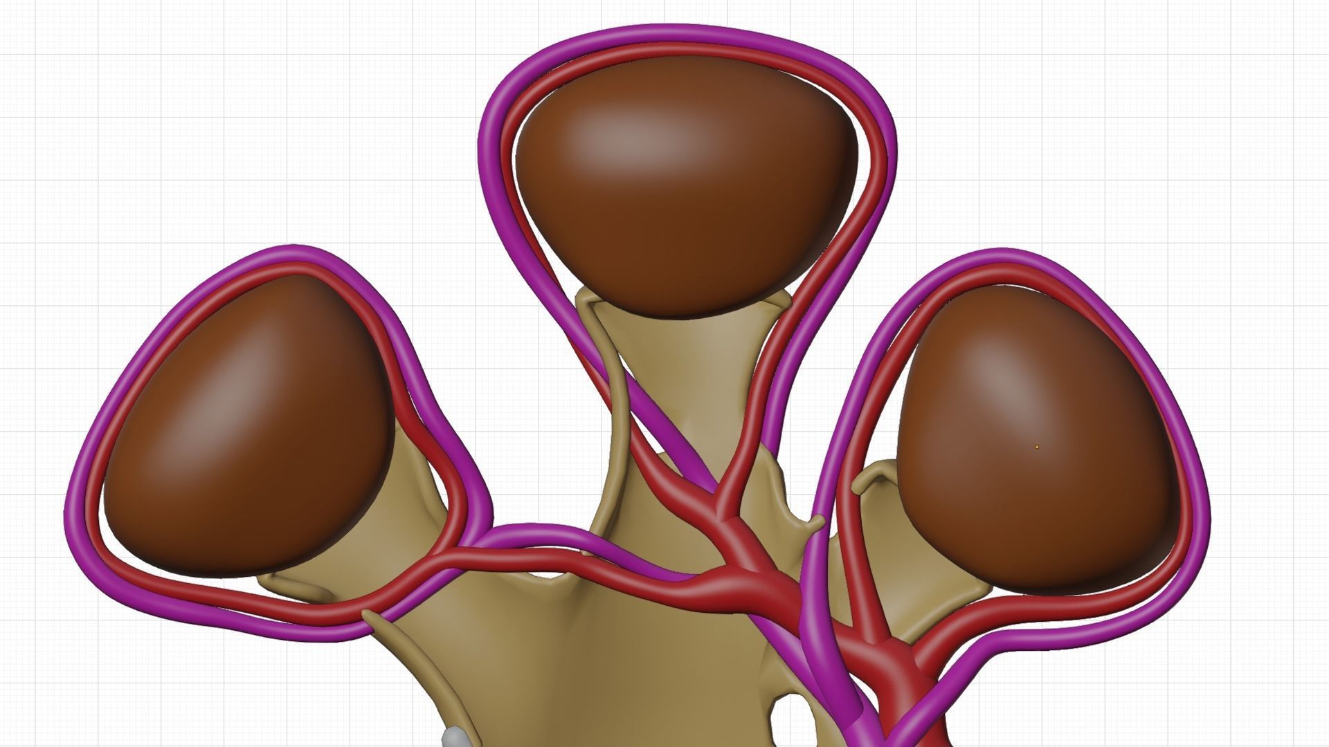 kidney with blood vessel 3D model_5