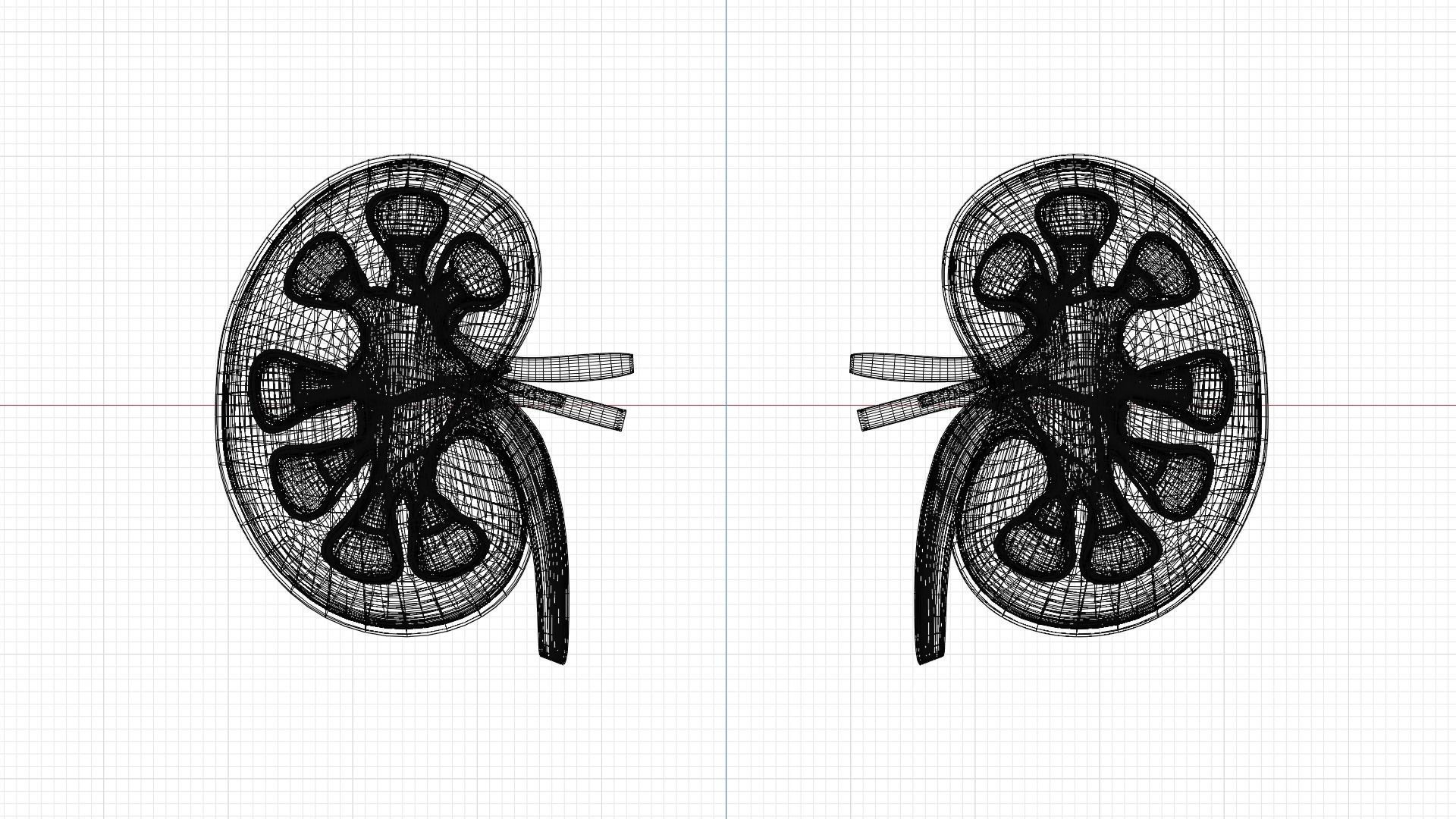 kidney with blood vessel 3D model_10