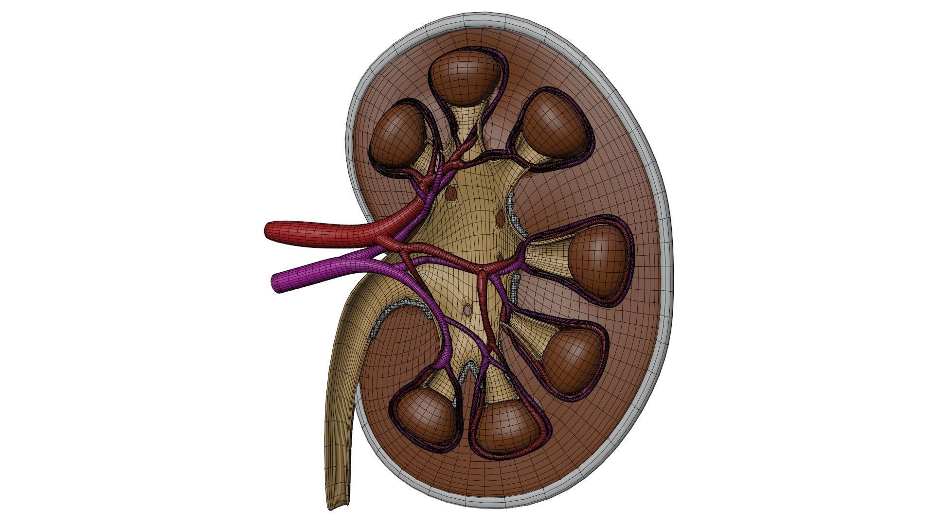kidney with blood vessel 3D model_1