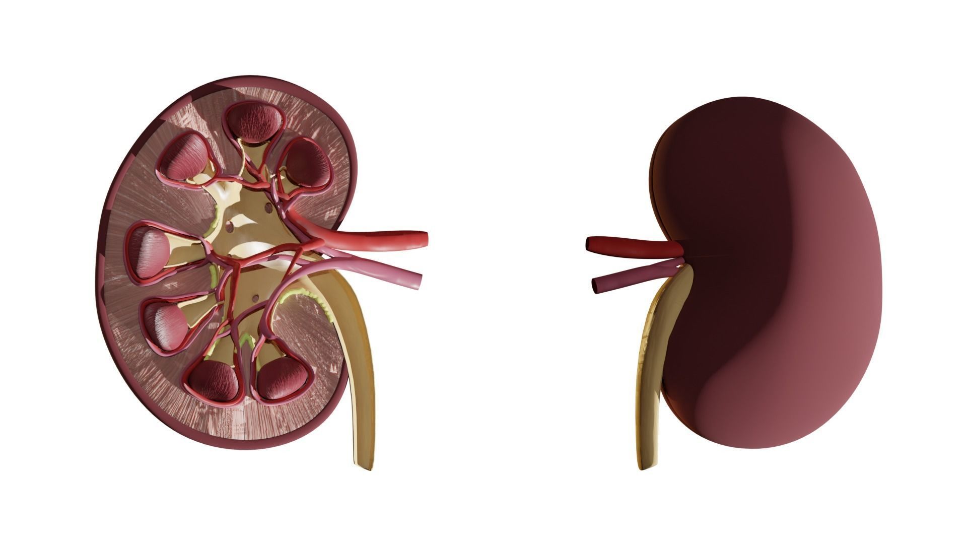 kidney with blood vessel 3D model_12