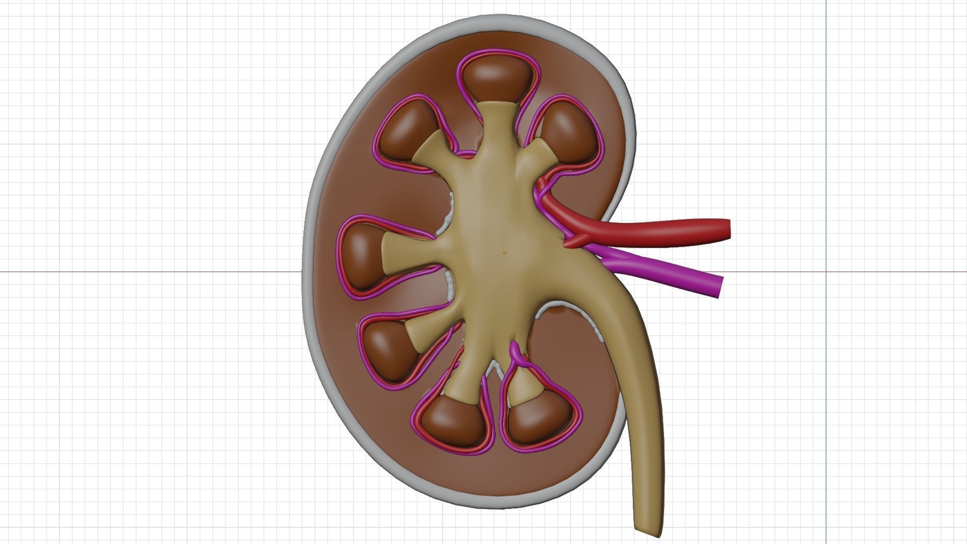 kidney with blood vessel 3D model_6