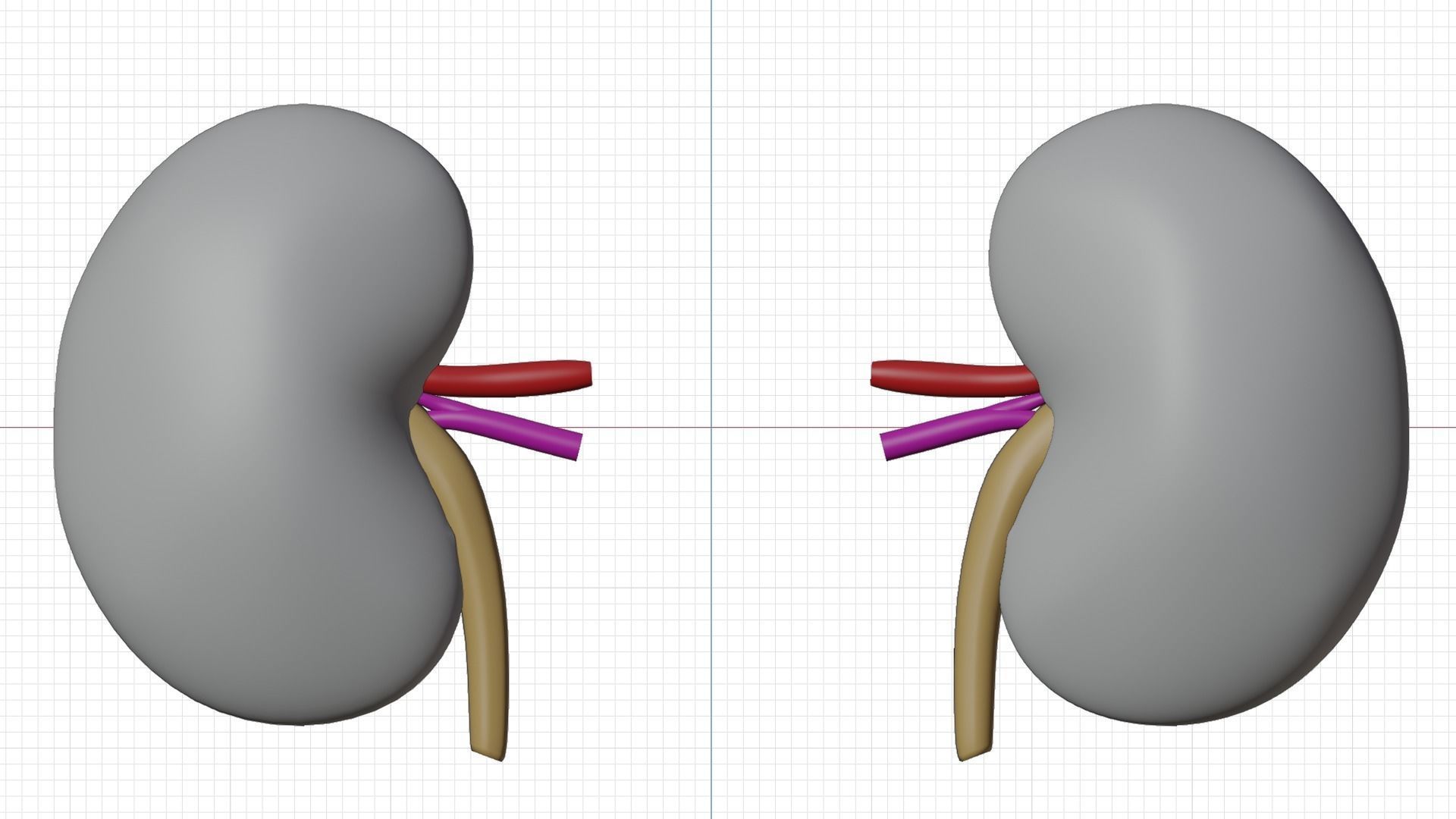kidney with blood vessel 3D model_9