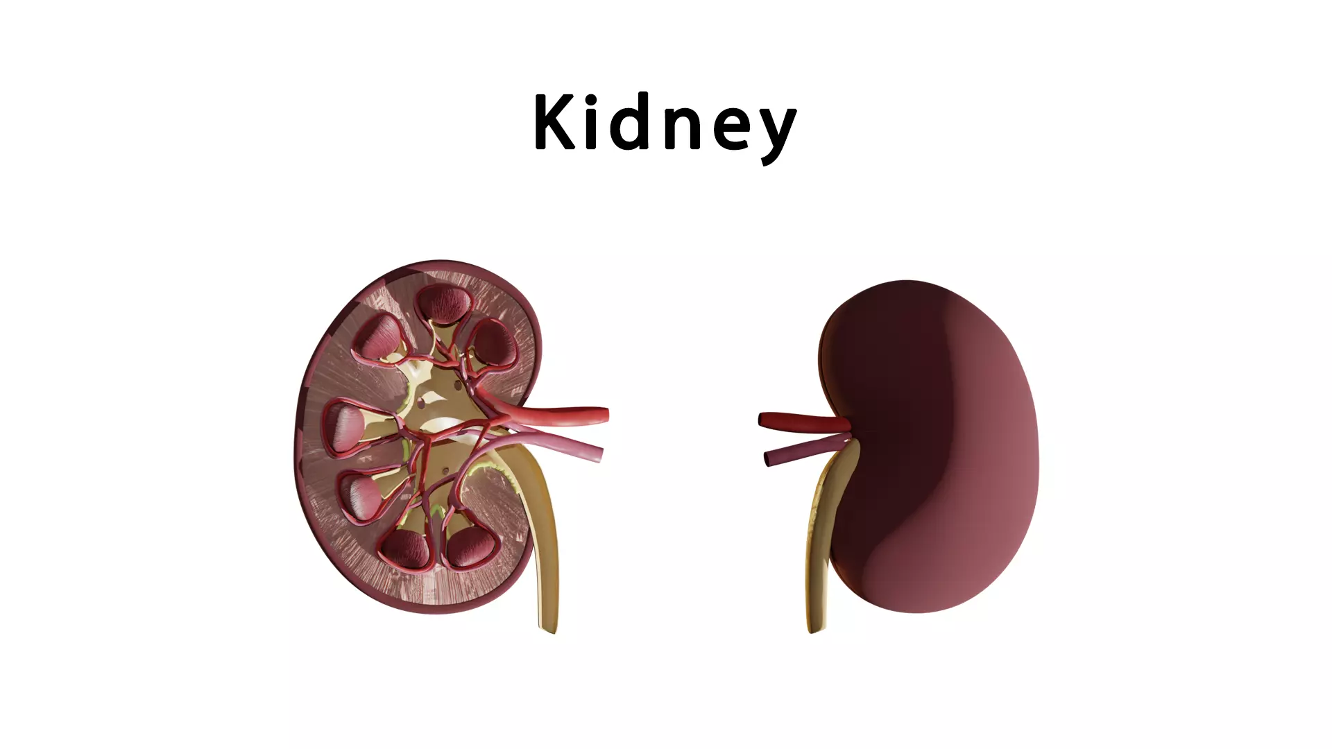 kidney with blood vessel 3D model_0