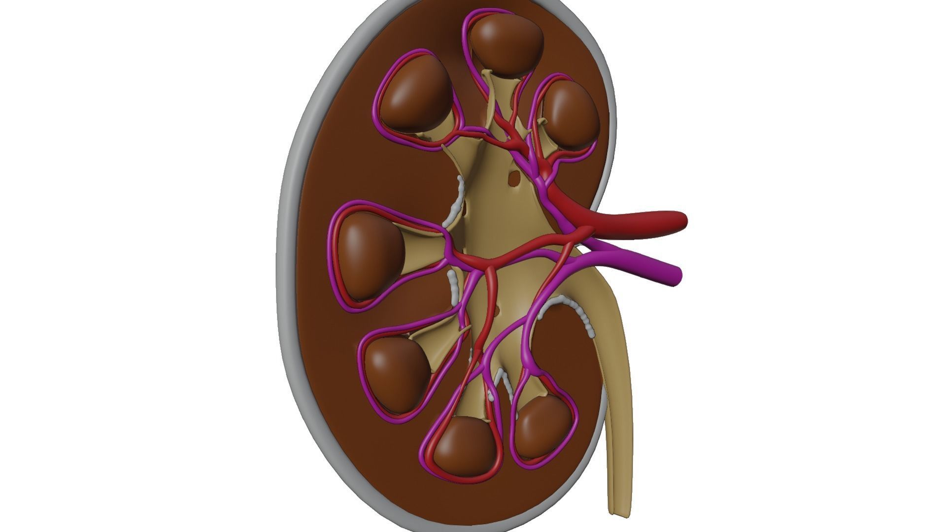 kidney with blood vessel 3D model_8