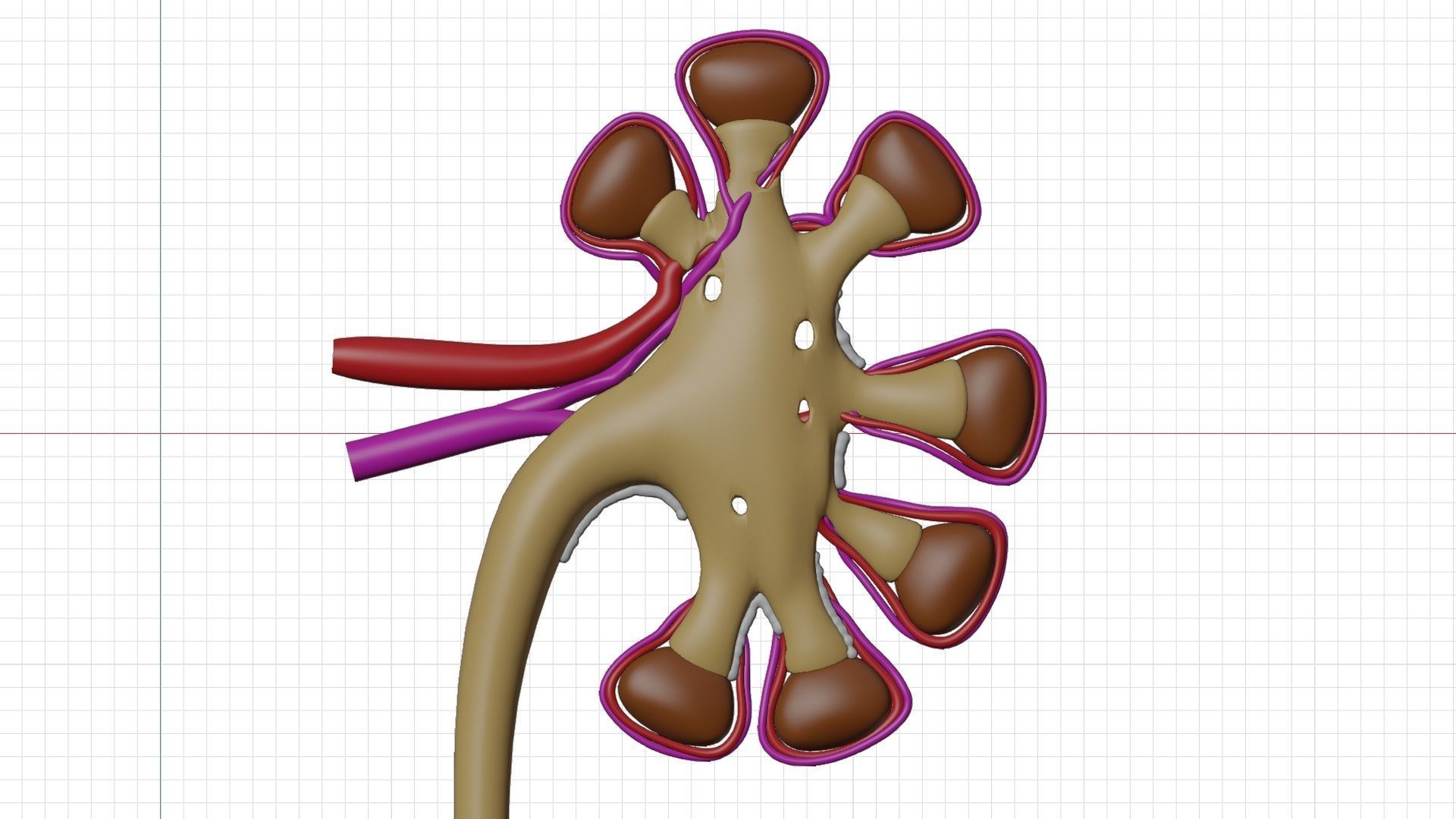 kidney with blood vessel 3D model_4
