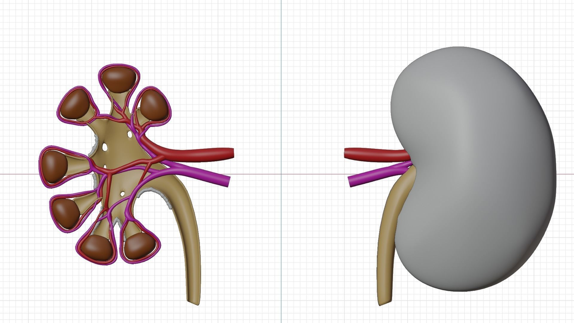 kidney with blood vessel 3D model_3