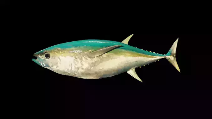 Tuna 3D model bluefin