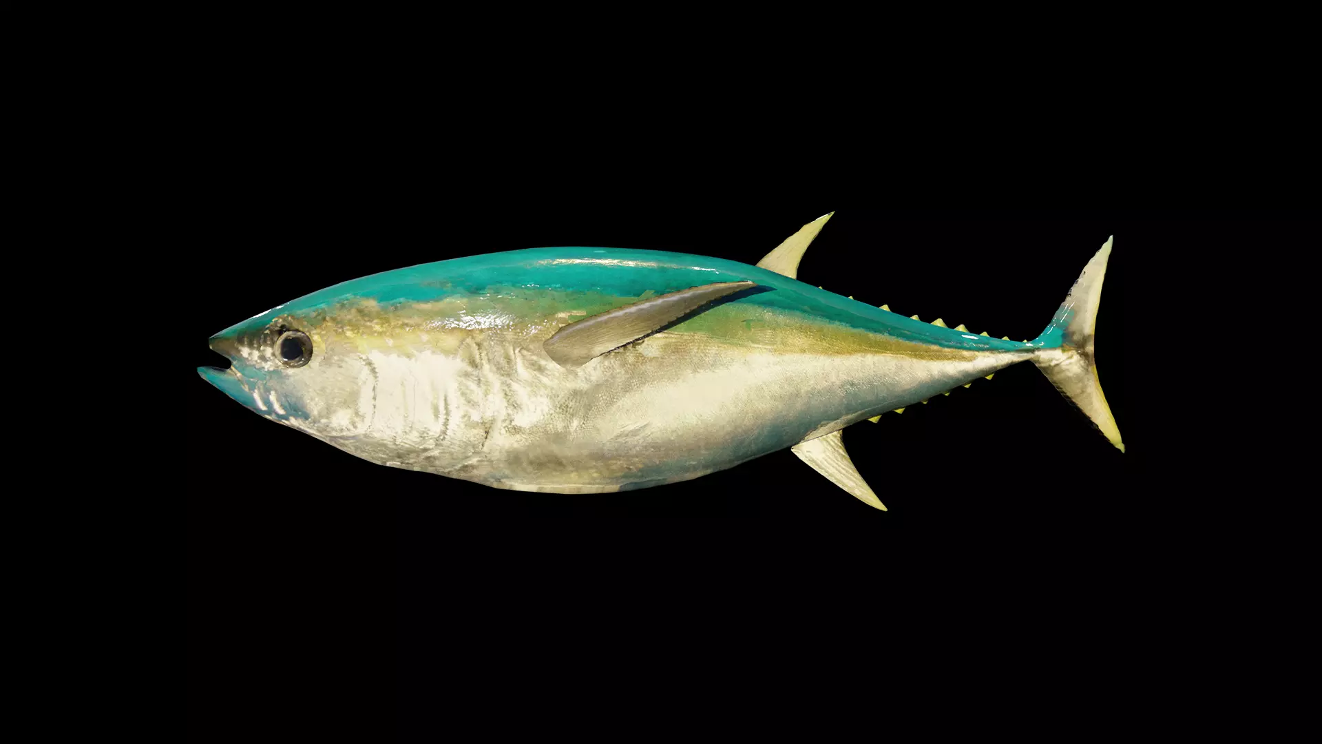 Tuna 3D model bluefin Free low-poly 3D model