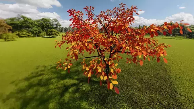 tree orange red Free 3D model