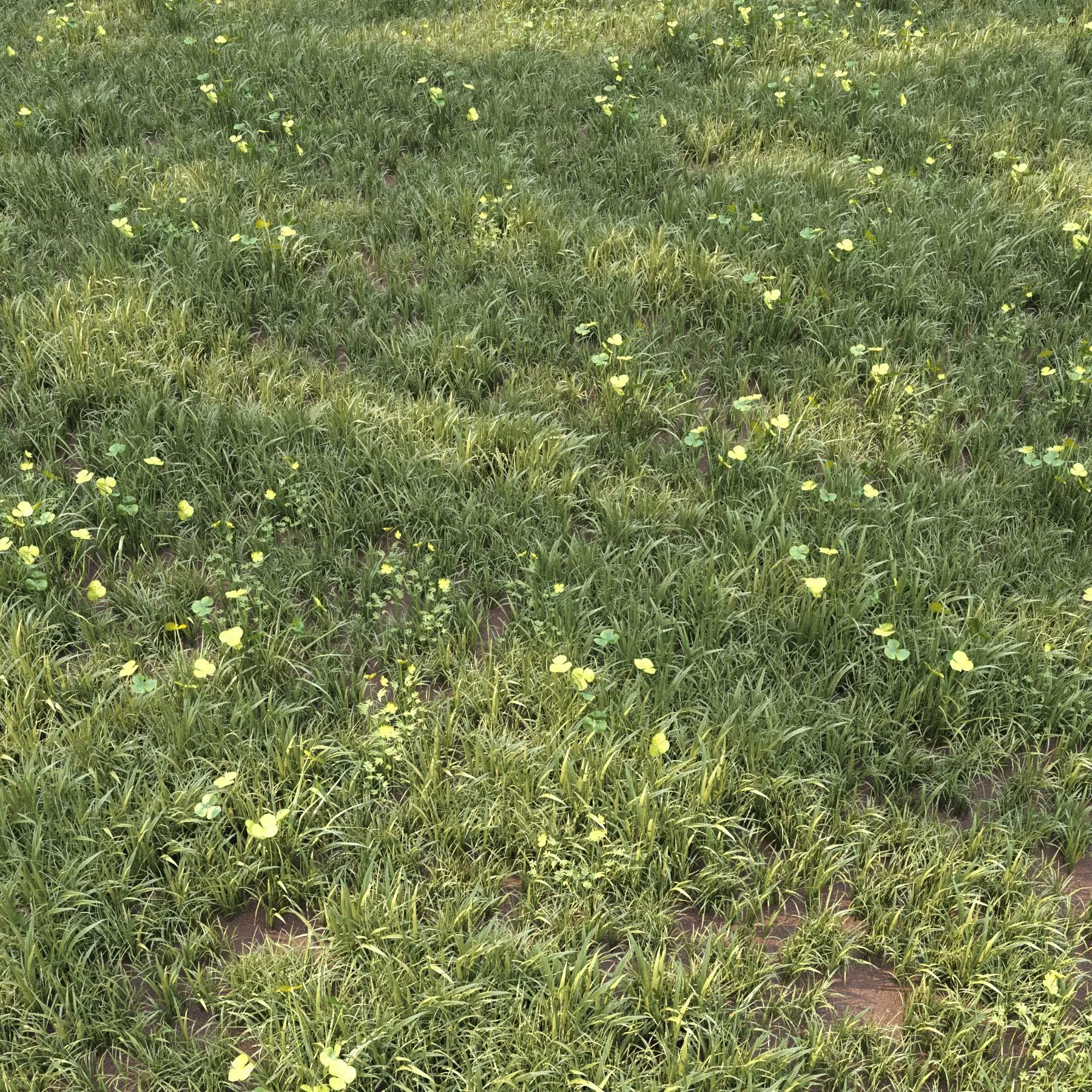 grass for landscape 10 with corona scatter 3D model_0