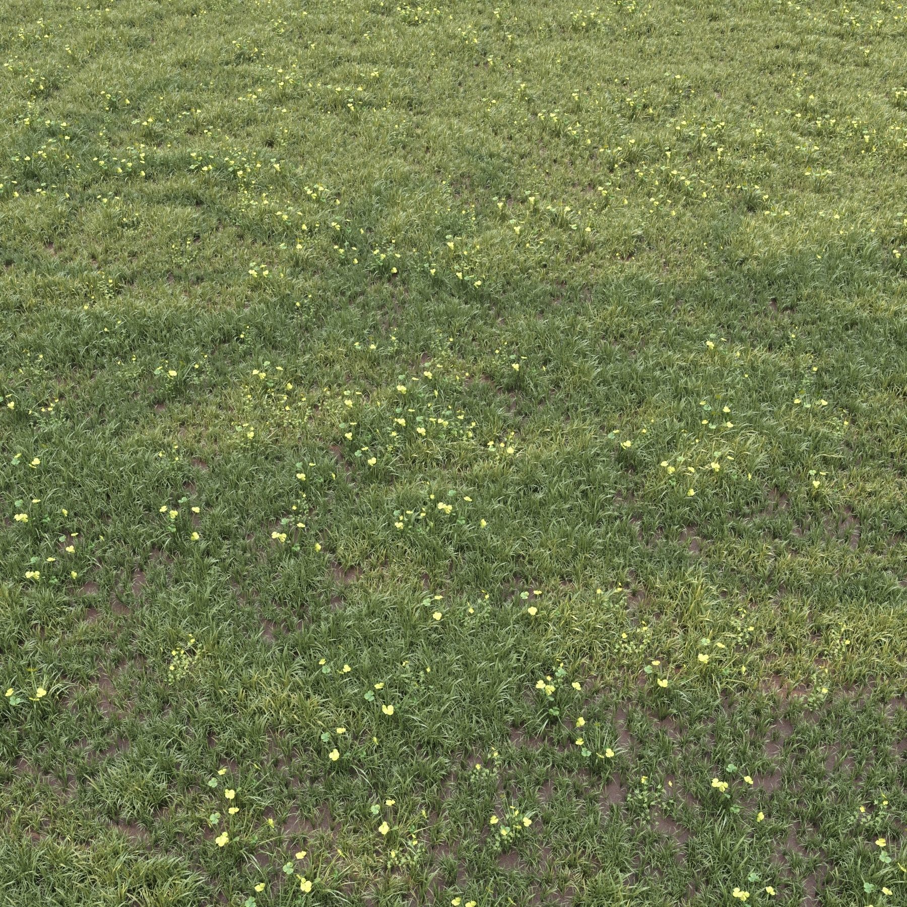 grass for landscape 10 with corona scatter 3D model_2