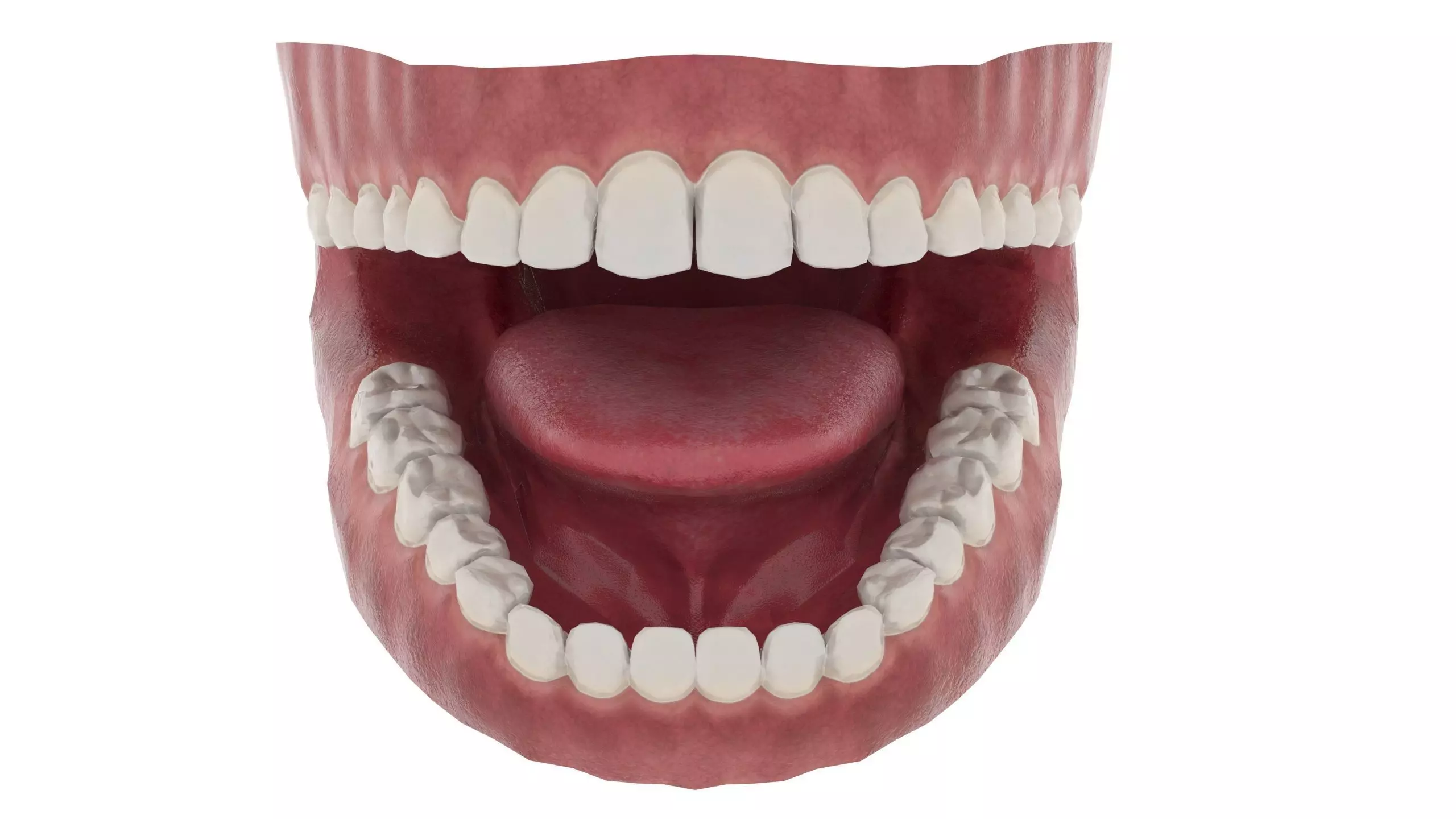 Realistic low poly mouth with teeth and gums Low-poly 3D model