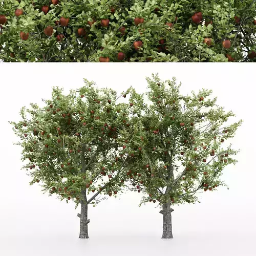 5diffrent tree  Red Delicious Apple 5 trees Models in the scene 3D model
