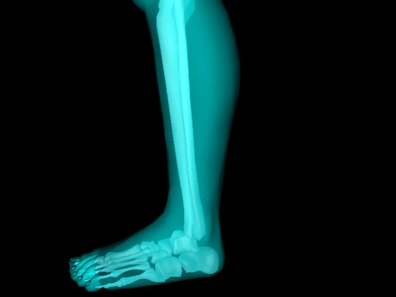 X Ray Ankle Joint Medically Accurate Model 3D model_37