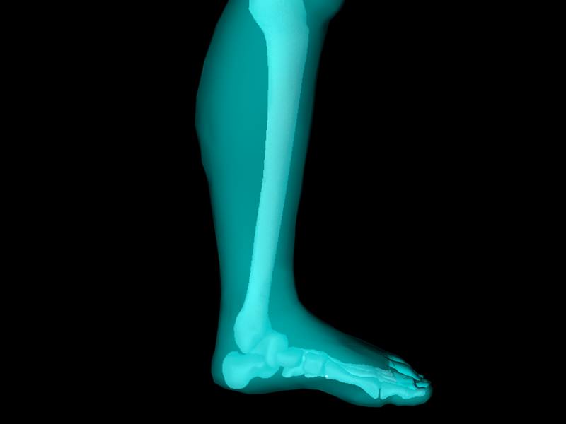 X Ray Ankle Joint Medically Accurate Model 3D model_15