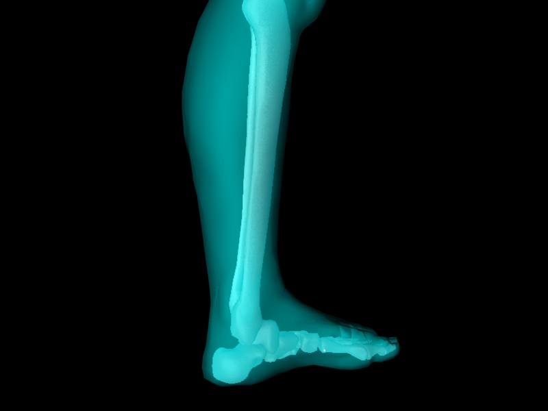 X Ray Ankle Joint Medically Accurate Model 3D model_20
