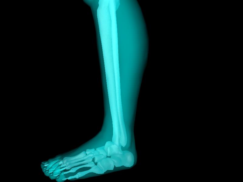 X Ray Ankle Joint Medically Accurate Model 3D model_39