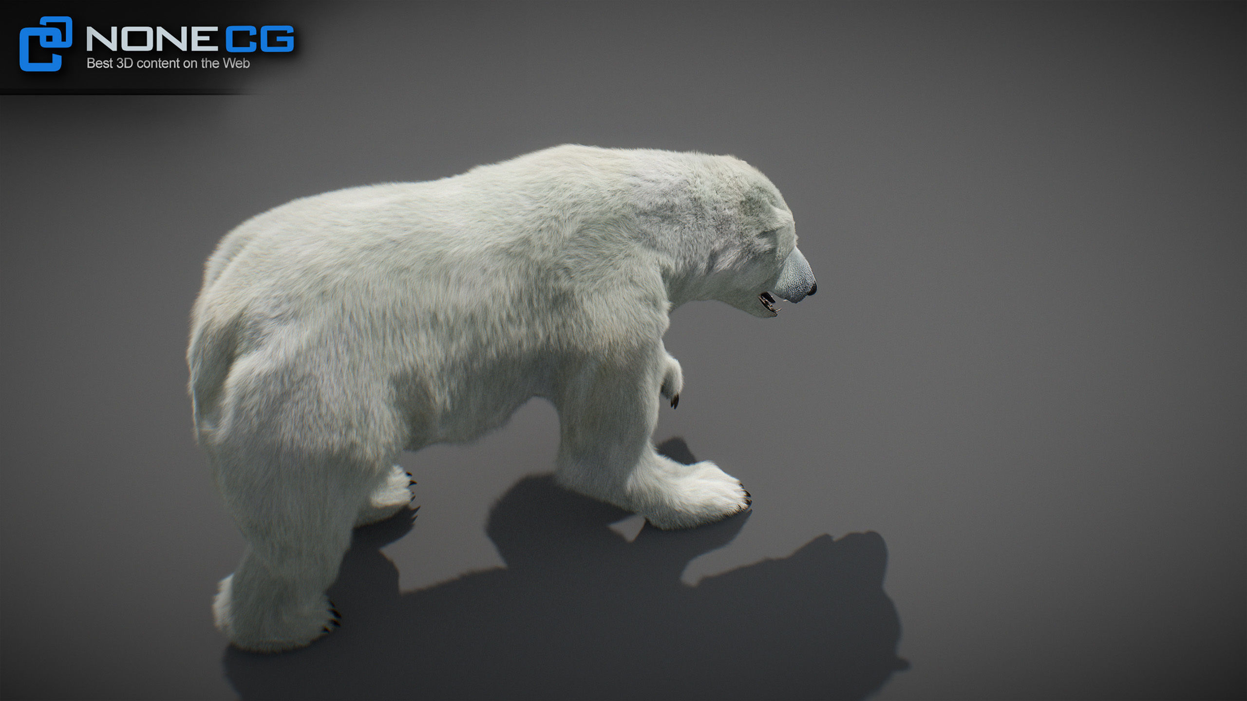 Animated Polar Bear 3D model_14