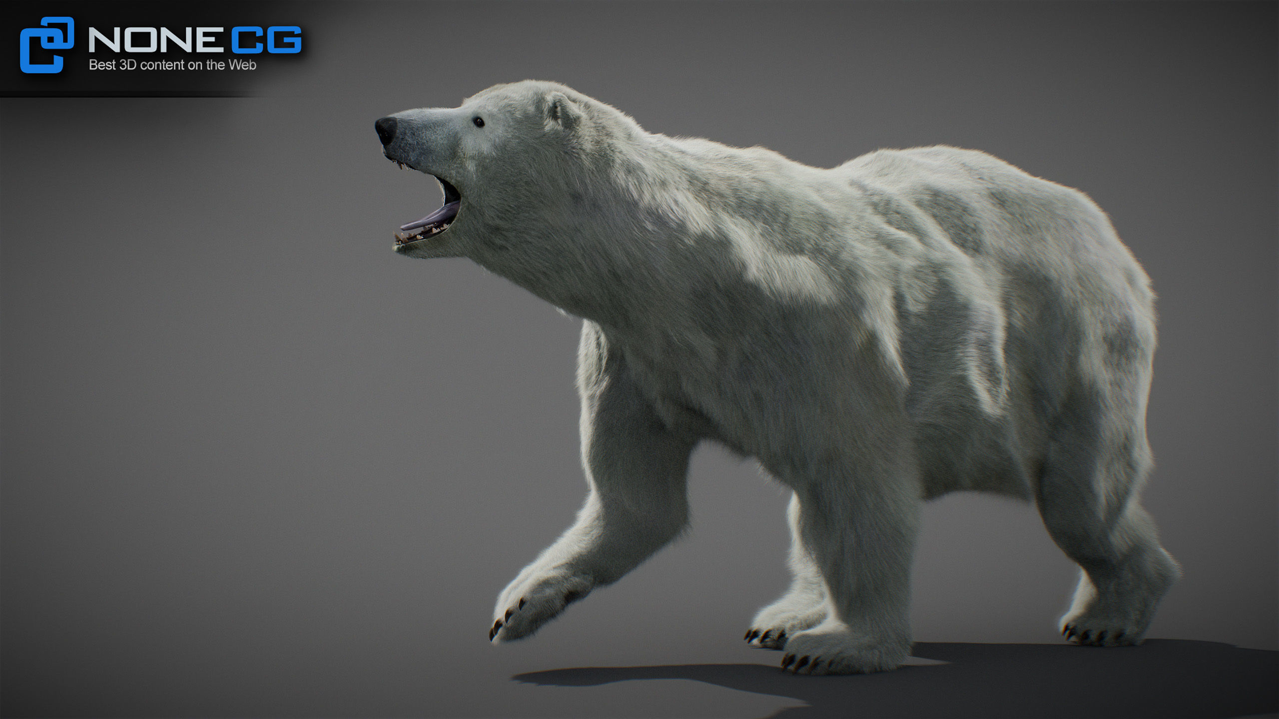 Animated Polar Bear 3D model_8