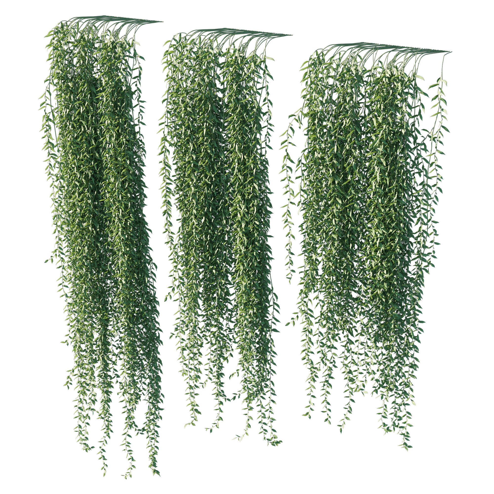 Vernonia elliptica 03 3D model_1