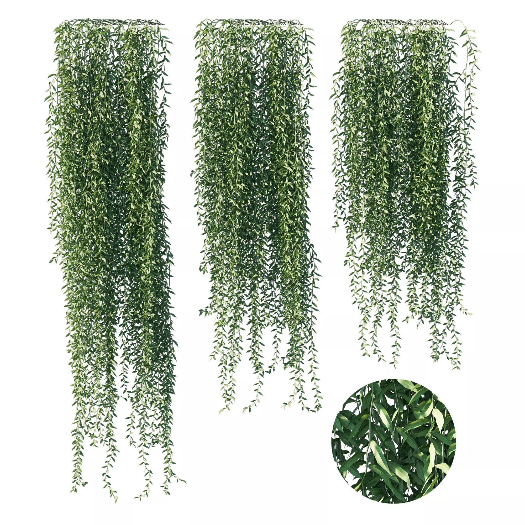 Vernonia elliptica 03 3D model_0