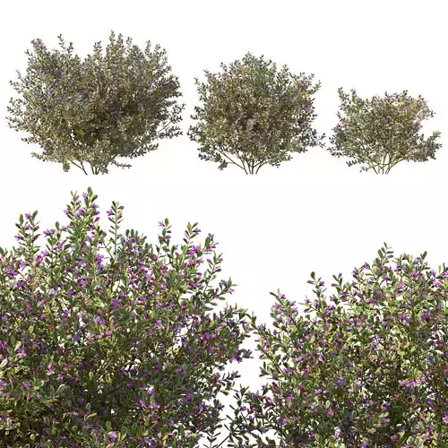 Prostanthera ovalifolia variegata 3D model