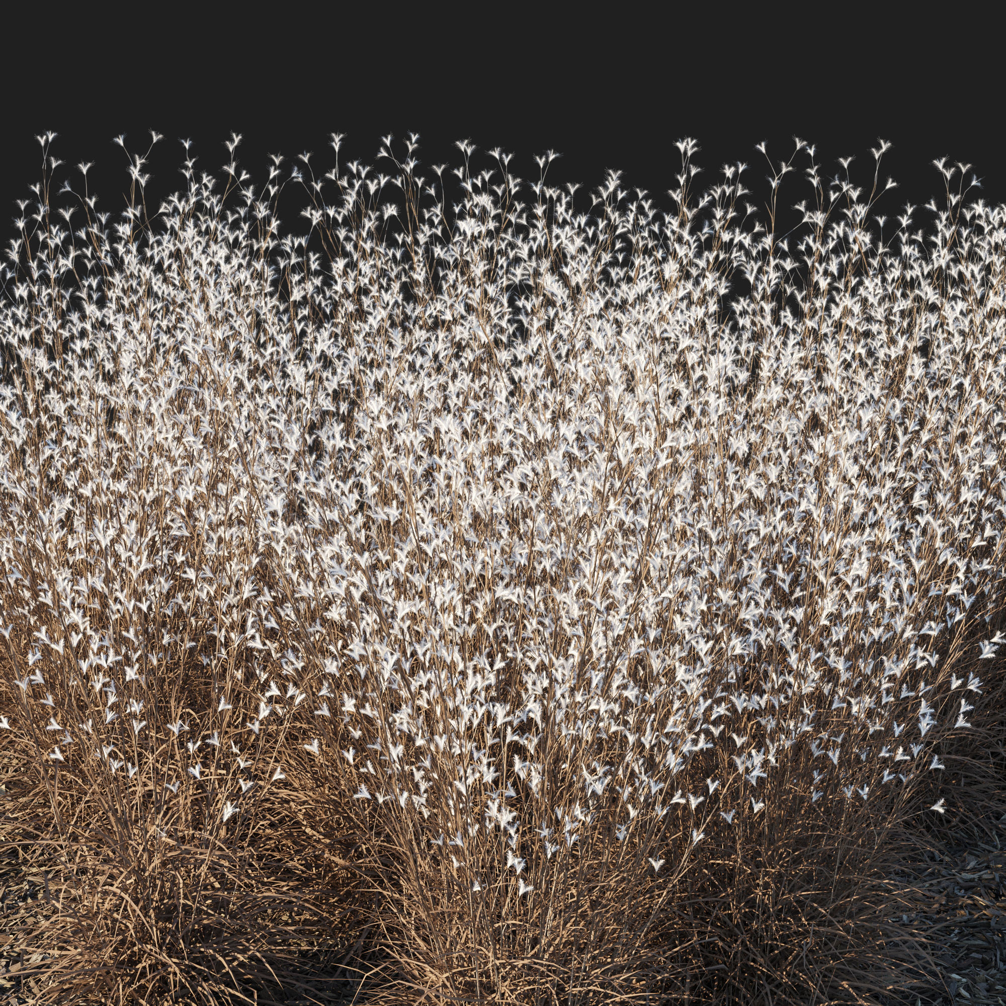Black Mountain Bluestem Dry grass 3D model_2