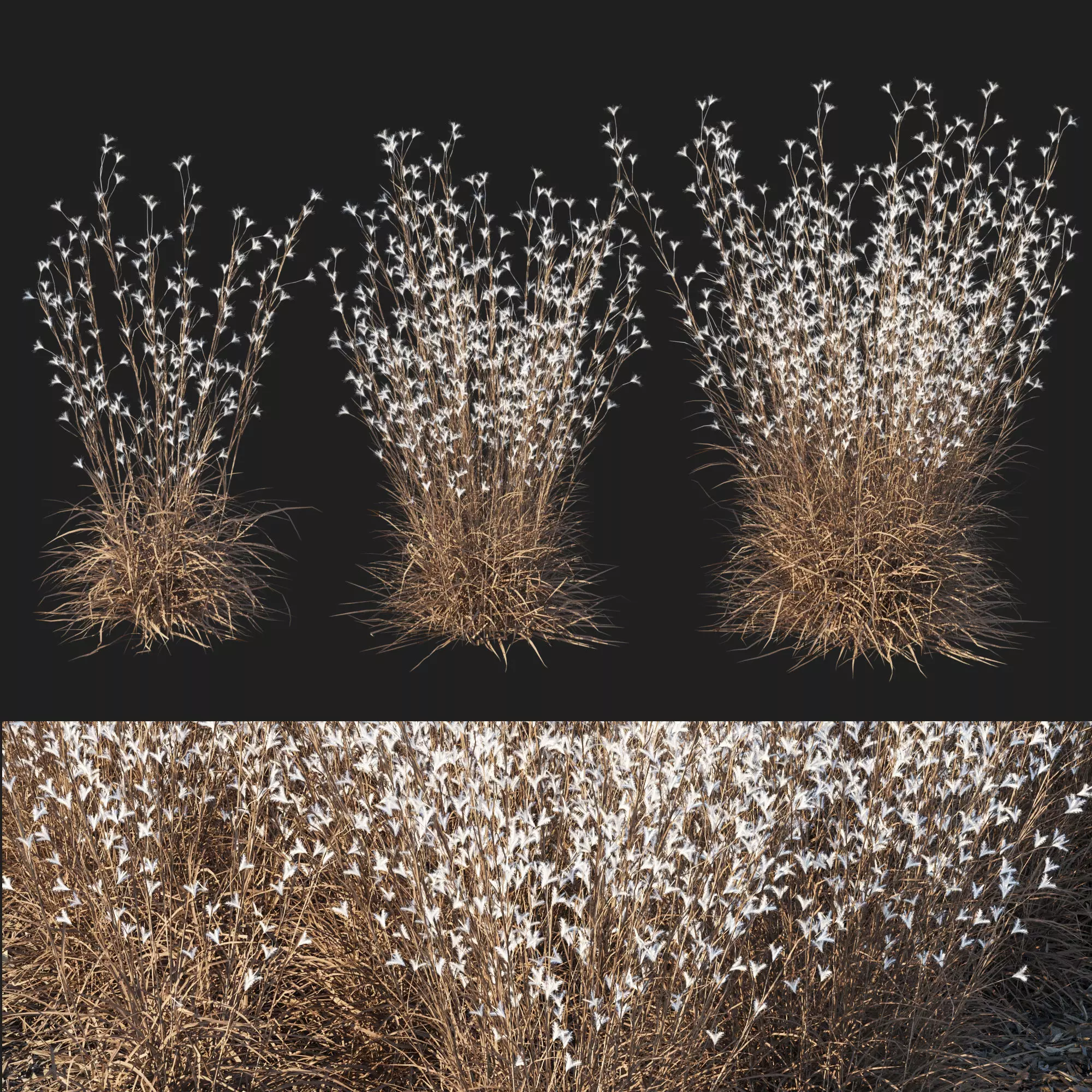 Black Mountain Bluestem Dry grass 3D model_0