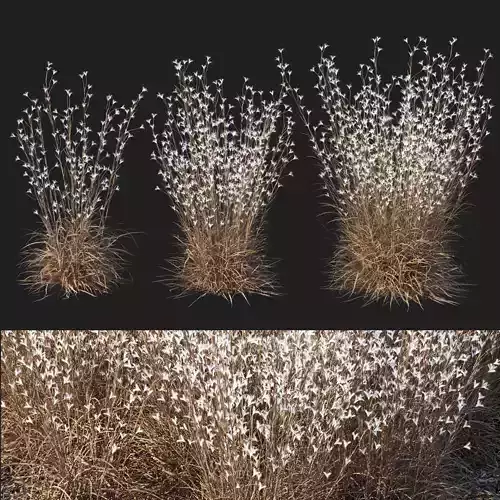 Black Mountain Bluestem Dry grass 3D model