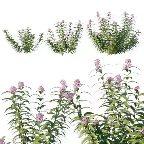 Pot plant collection